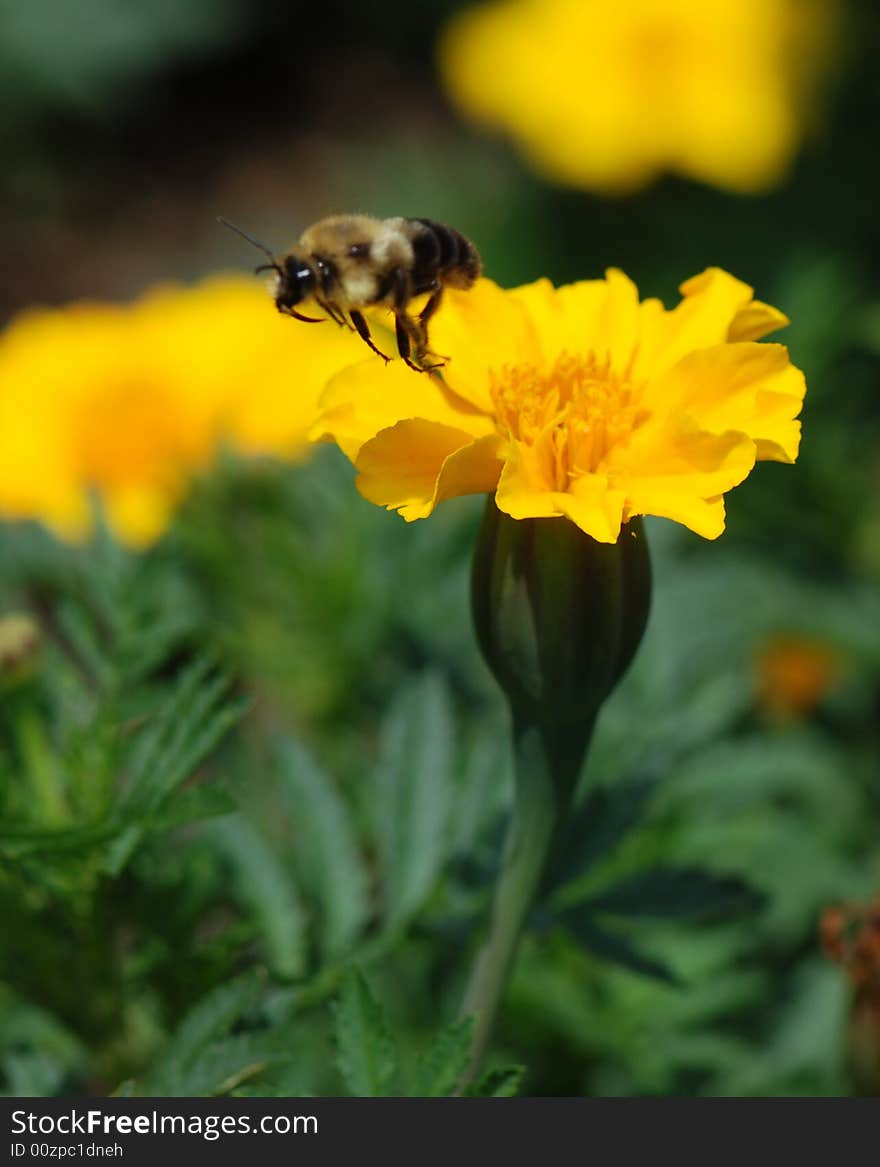 Bumble Bee Flower