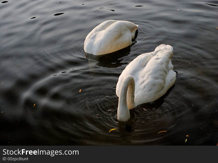 Swans in Regent s Park - 1