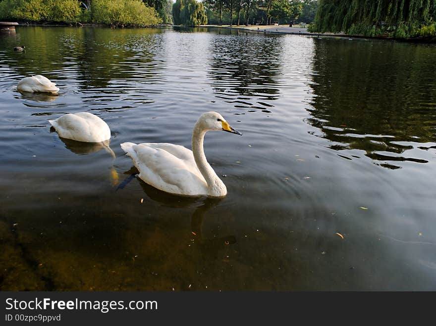 Swans In Regent S Park - 2