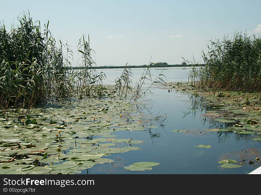 Some nice and little water lilies. Some nice and little water lilies