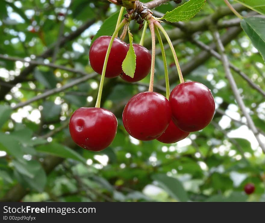 Cherries on tree in orchard