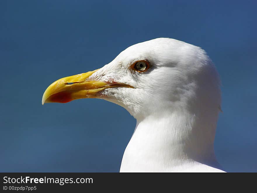 Close up shot of a Herring Gull with blue sky behind. Close up shot of a Herring Gull with blue sky behind.