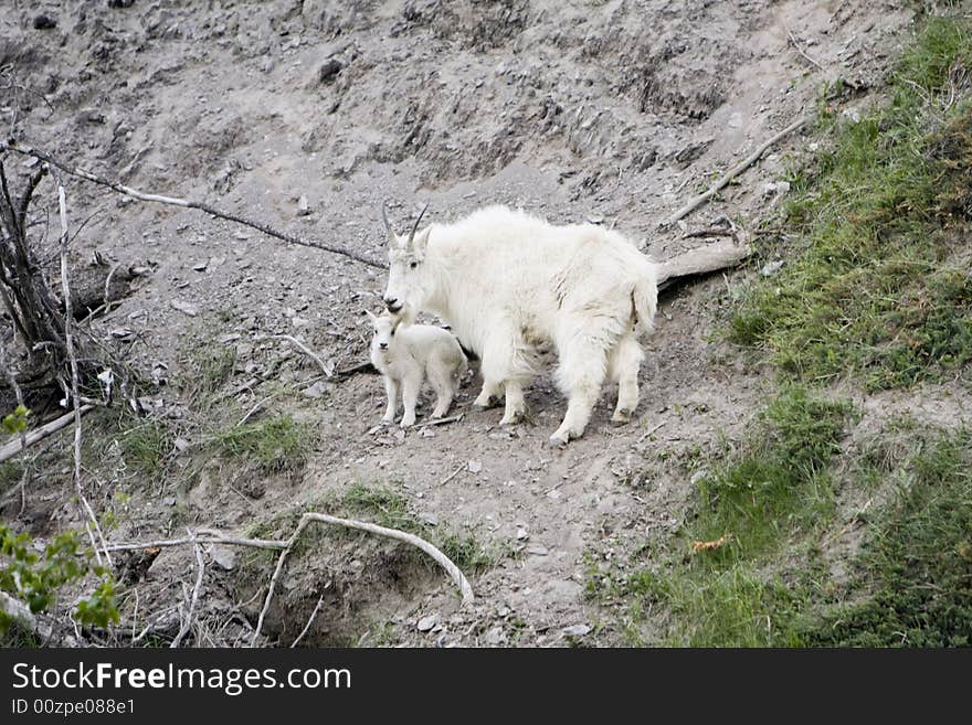 Mountain goat and kid in Jasper National Park. Mountain goat and kid in Jasper National Park.