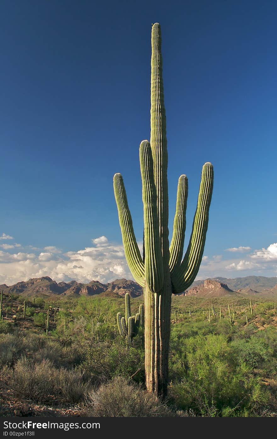 Saguaros