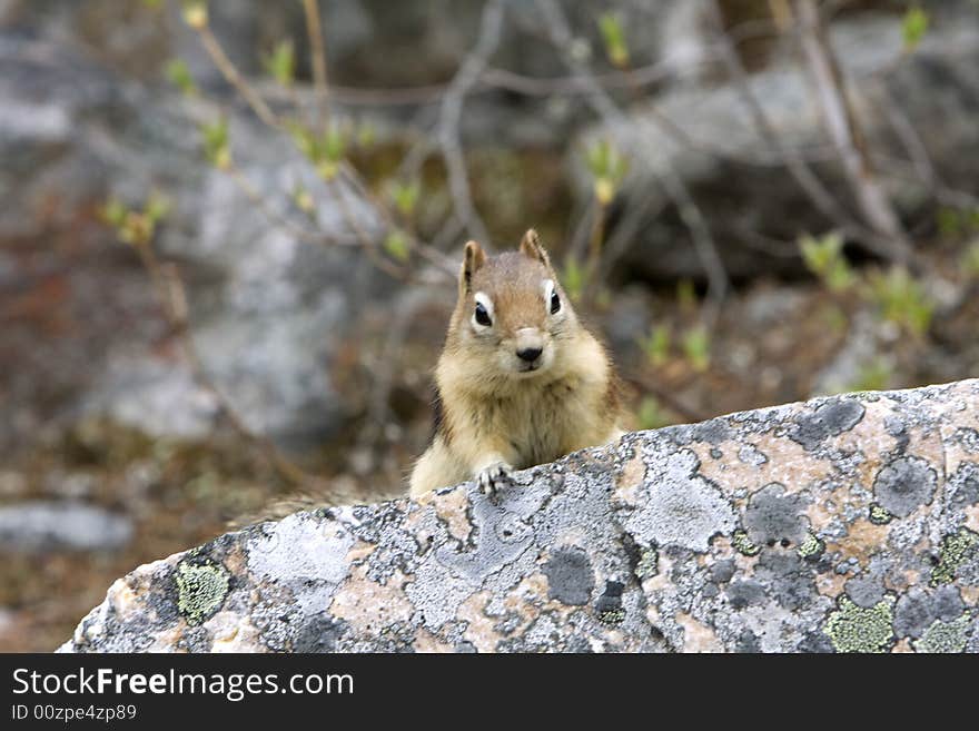 Golden Mantled Ground Squirrel.