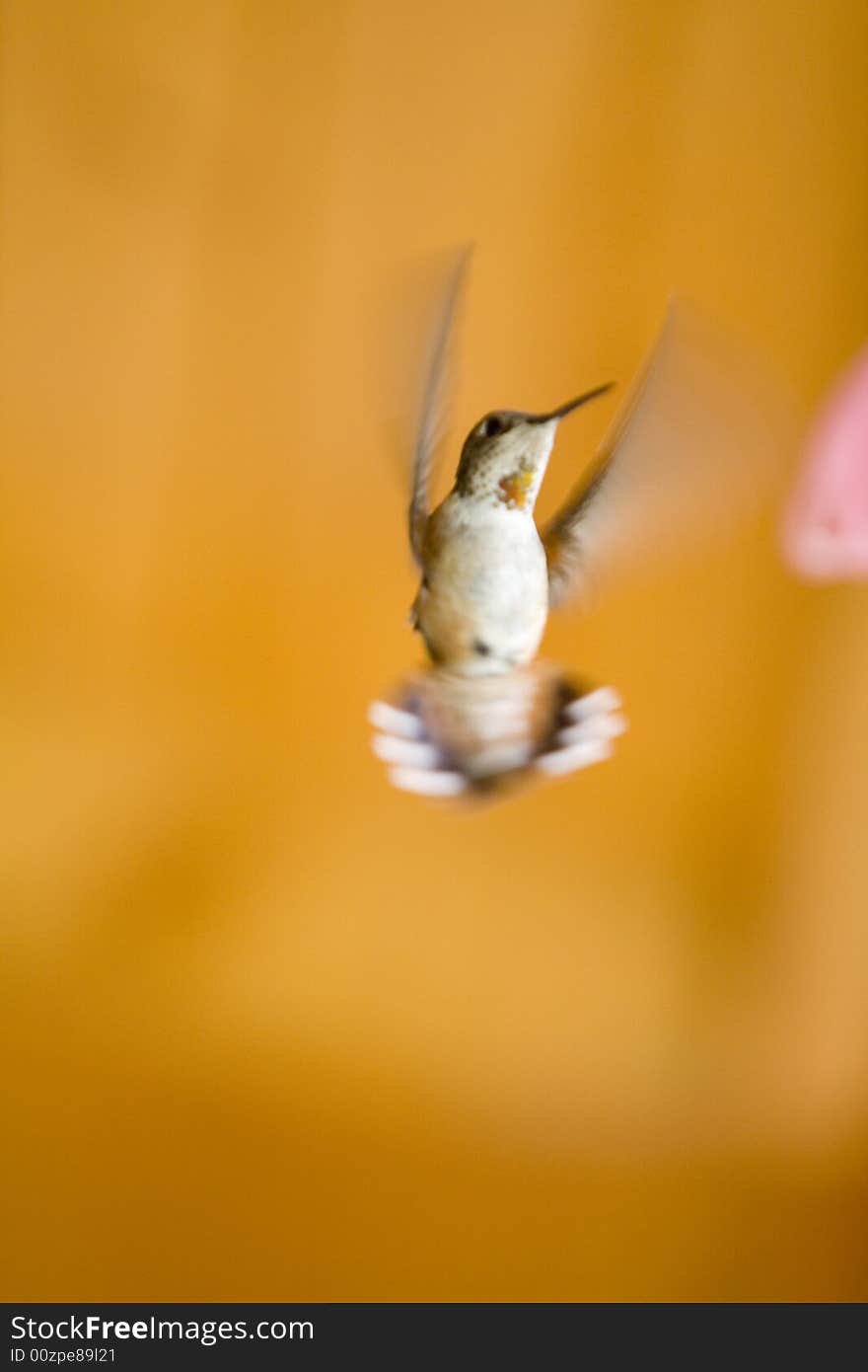 Humming bird having dinner at a feeder. Humming bird having dinner at a feeder.