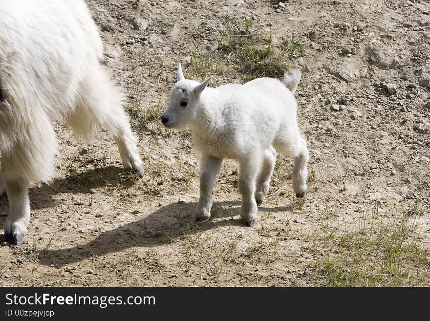 Newborn mountain goats in Jasper National Park. Newborn mountain goats in Jasper National Park.