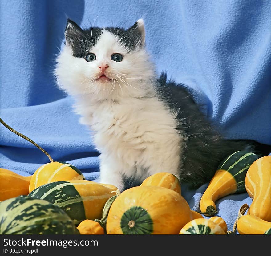 Kitten In Blue