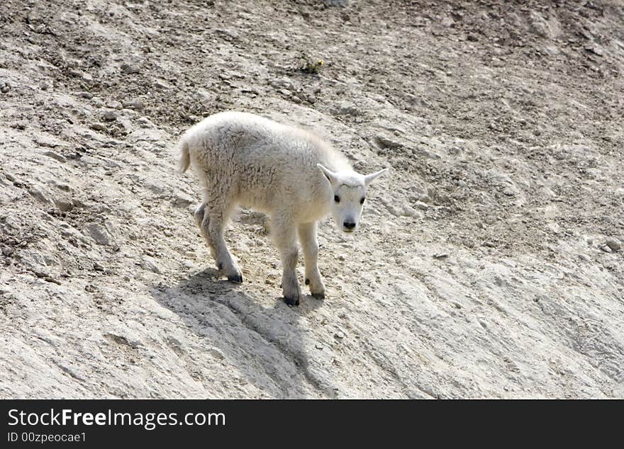 Newborn mountain goats in Jasper National Park. Newborn mountain goats in Jasper National Park.