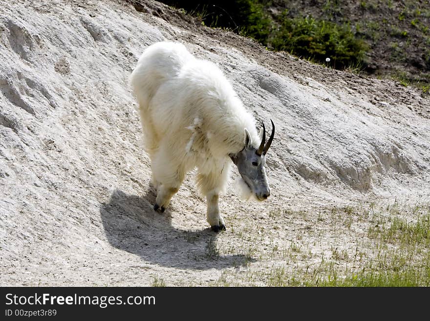 Adult mountain goat showing spring loss of hair in Jasper National Park. Adult mountain goat showing spring loss of hair in Jasper National Park.