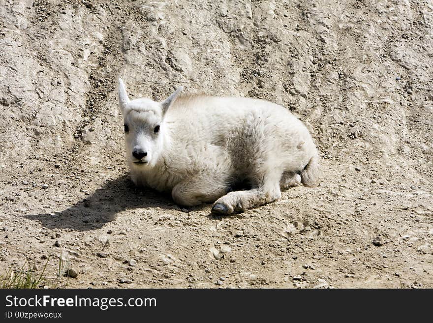 Newborn mountain goats in Jasper National Park. Newborn mountain goats in Jasper National Park.