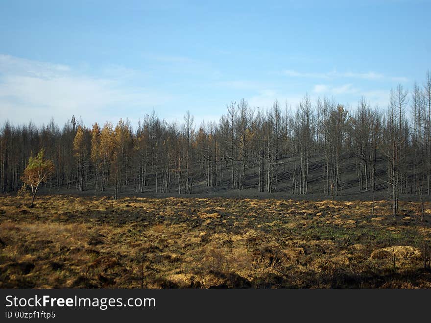 Burned Pine Forest