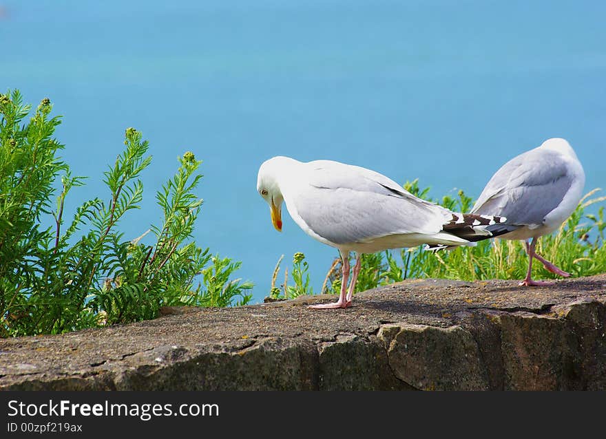 Herring Gulls on an old stone wall with the sea behind.