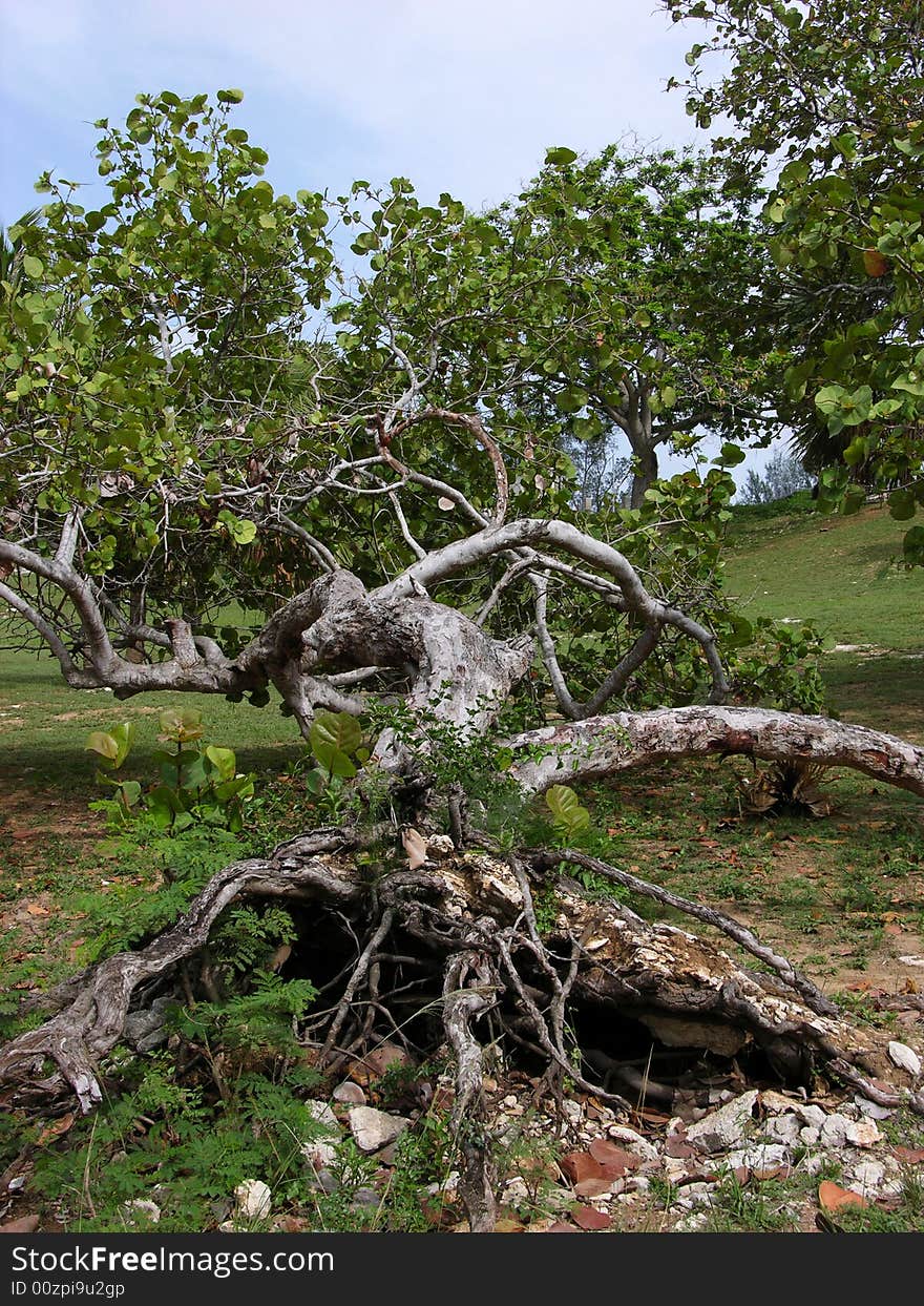 The Dying Tree