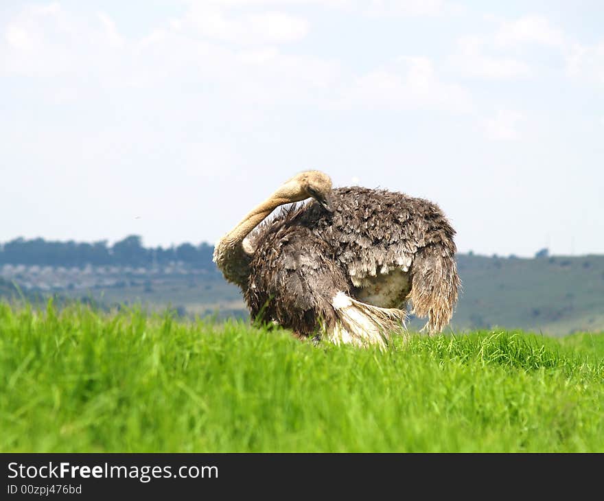 Ostrich