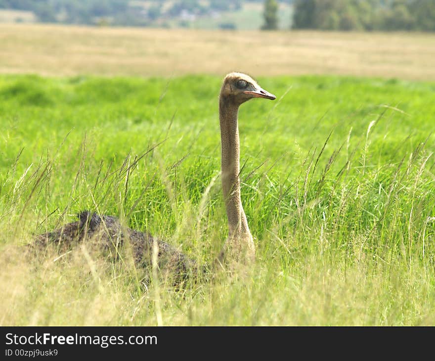 Ostrich