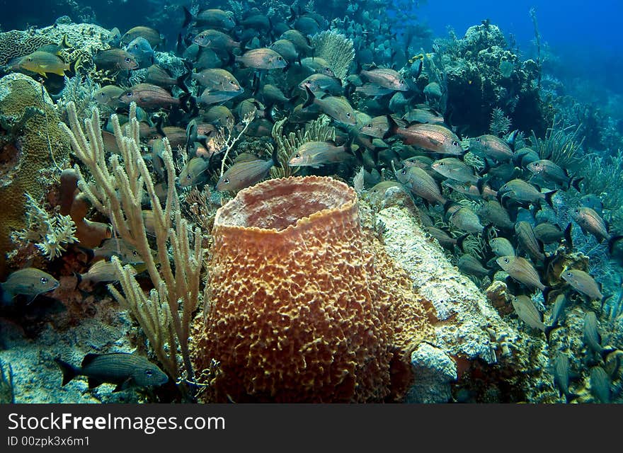 Sponge And School Of French Grunts