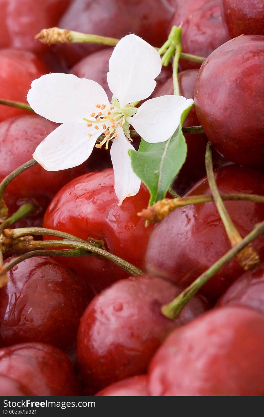 Closeup sweet cherries background with one flower