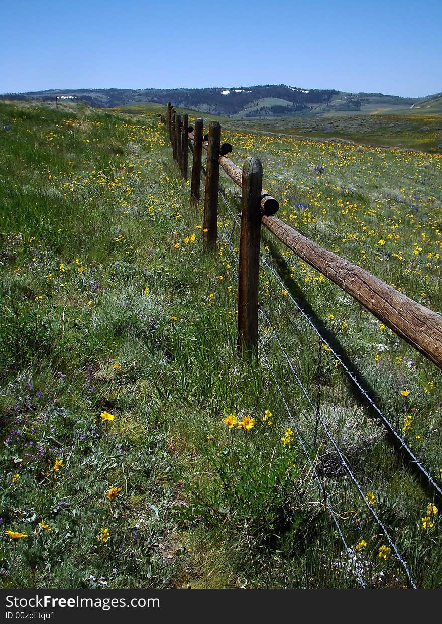 Vertical view of fenceline running through field of wildflowers in alpine meadow in the springtime