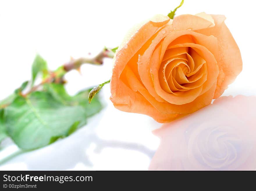 One orange rose laying on the white background