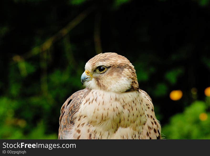 Portrait of Prairie Falcon with bush as background