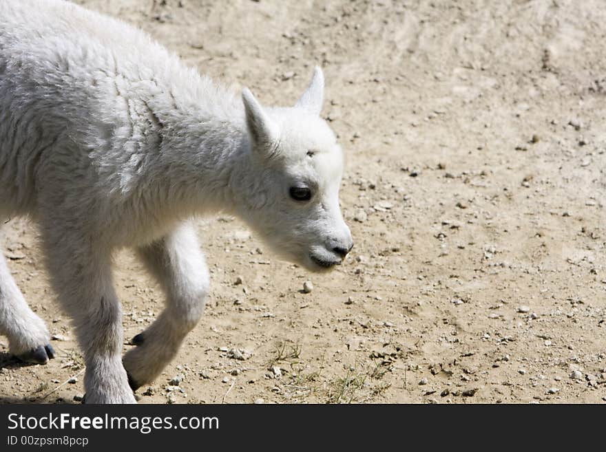 Newborn mountain goats in Jasper National Park. Newborn mountain goats in Jasper National Park.