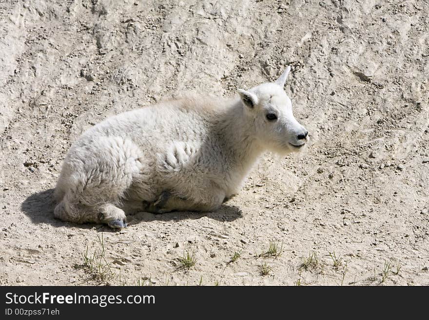 Newborn mountain goats in Jasper National Park. Newborn mountain goats in Jasper National Park.