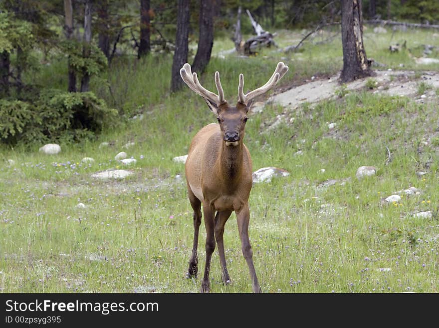 Elk.