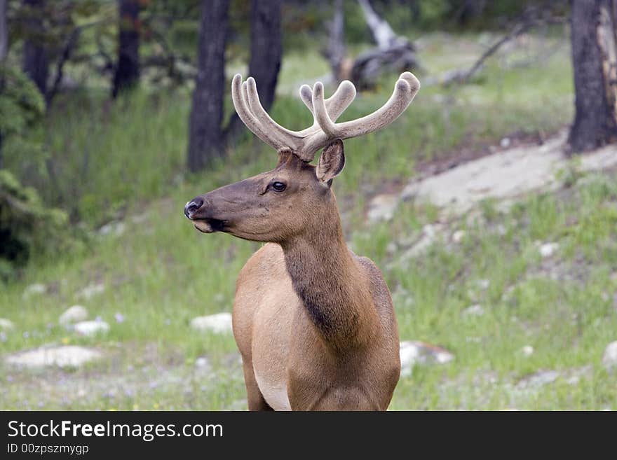 Elk.