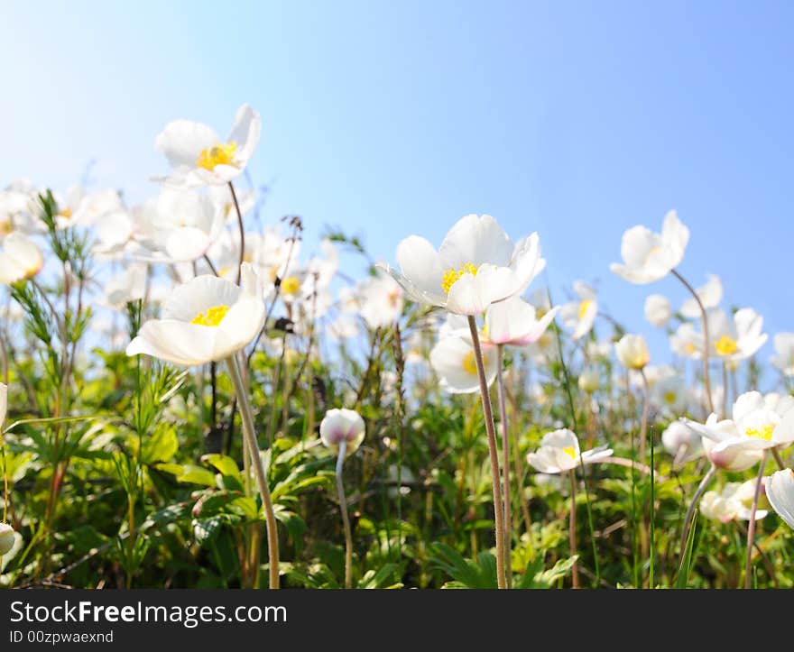 White flowers on a background of the light-blue sky