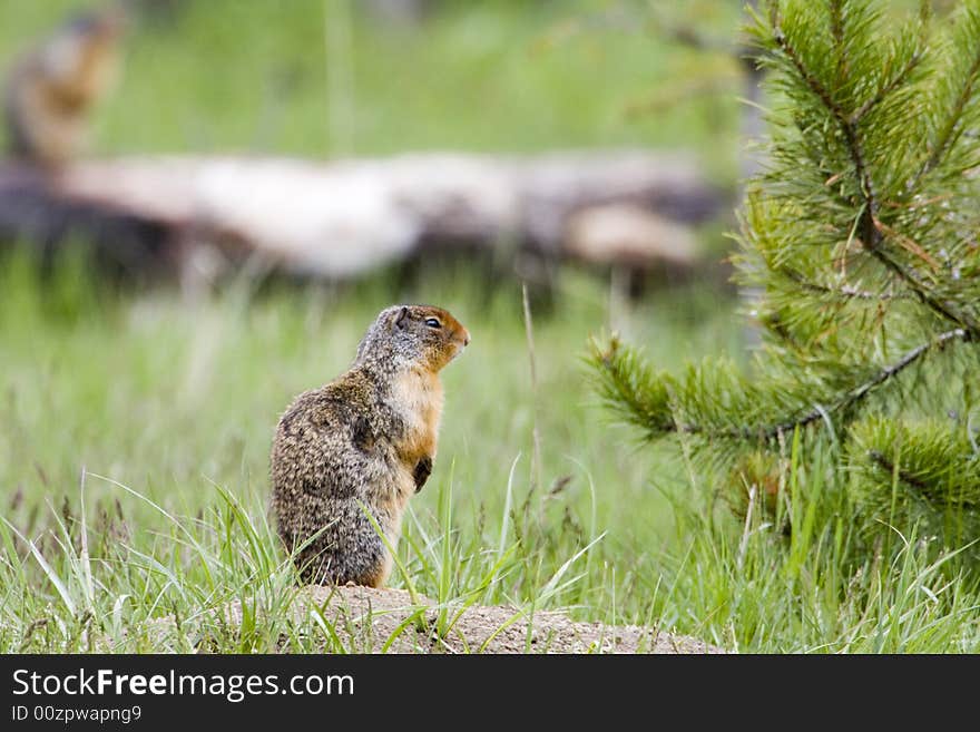 Shot at Whistler's campground in Jasper National Park. Shot at Whistler's campground in Jasper National Park