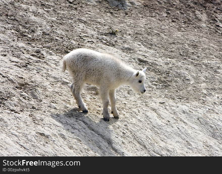 Newborn mountain goats in Jasper National Park. Newborn mountain goats in Jasper National Park.