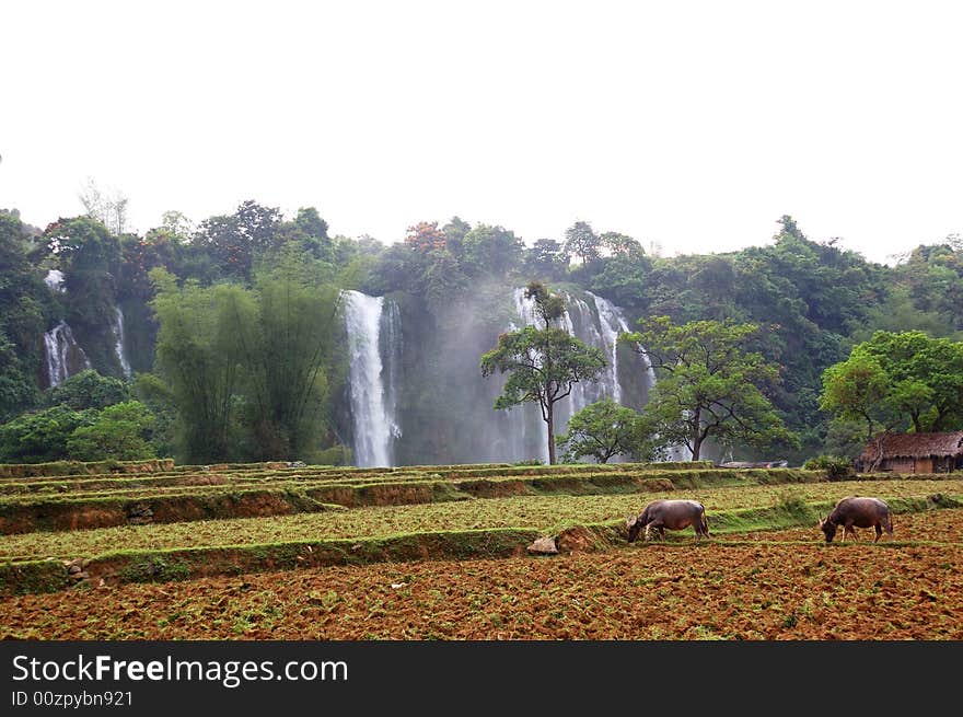 Water Buffalo in the field