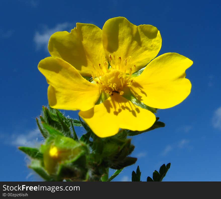 Flower on sky