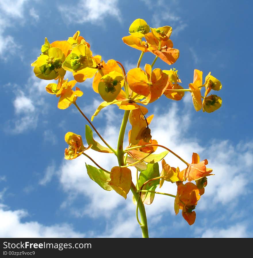 Flower on  blue sky background. Flower on  blue sky background