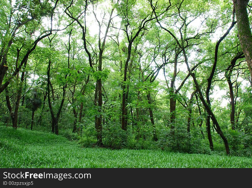 Lush dense jungle in cloudy summer afternoon. Lush dense jungle in cloudy summer afternoon