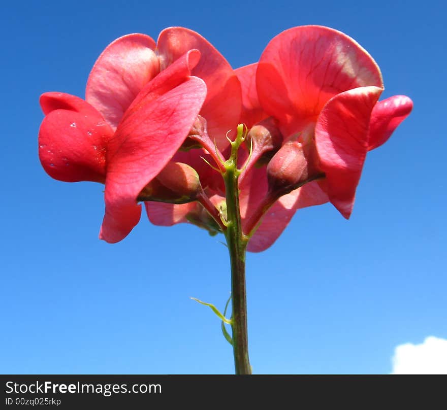 Flower on sky