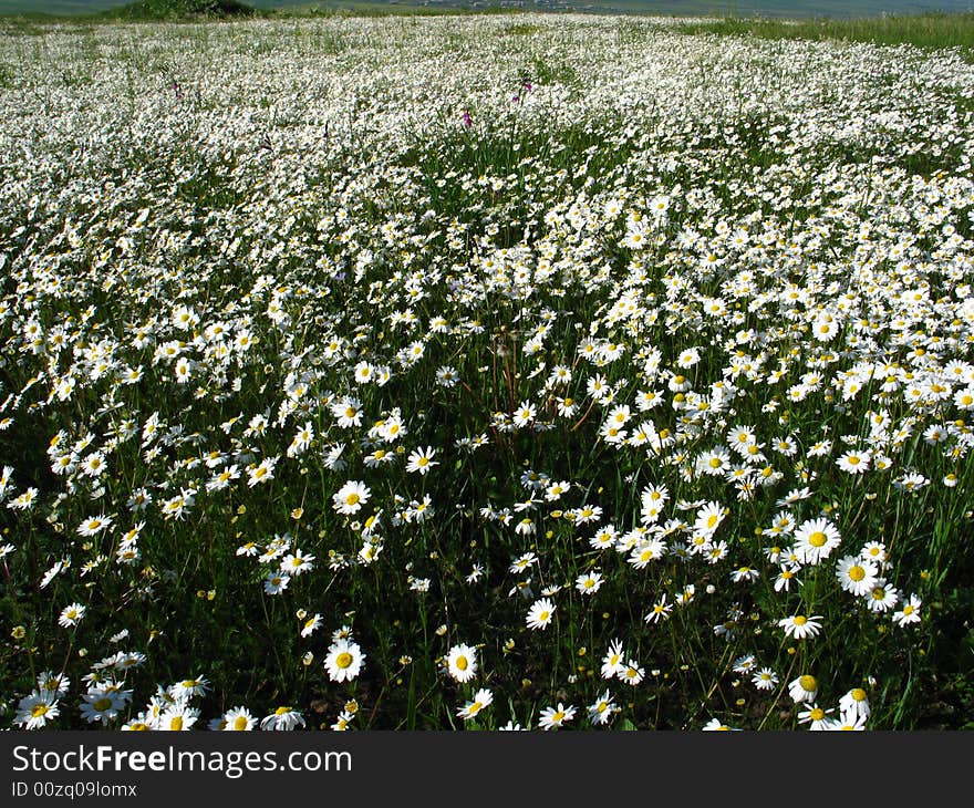 Daisy flowers  in spring meadow