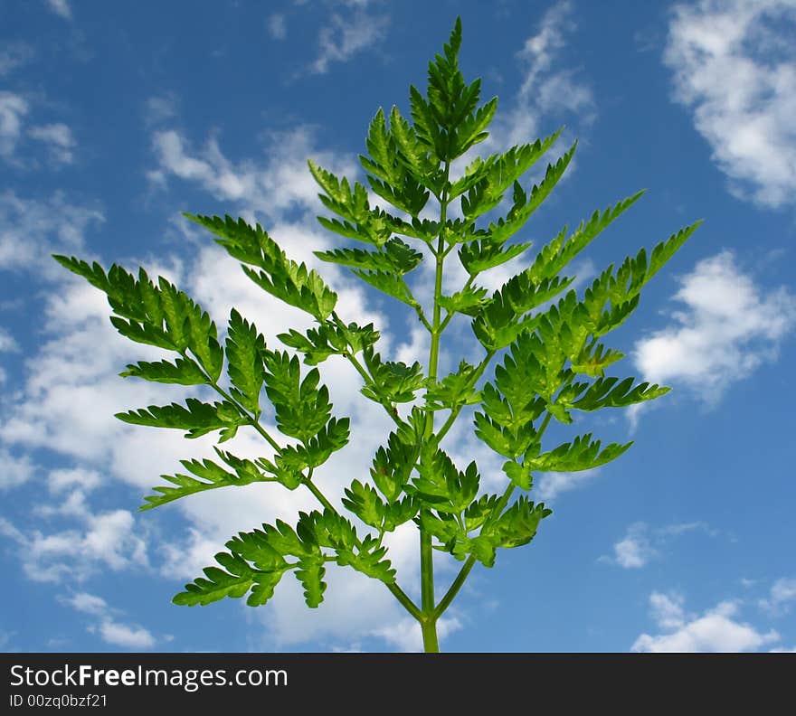 Leafs on  blue sky background. Leafs on  blue sky background