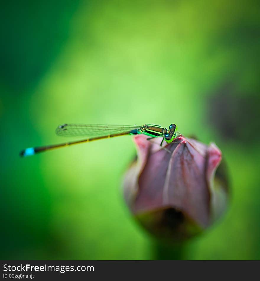 Dragonfly