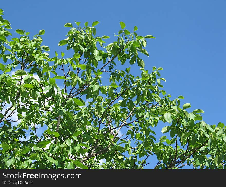 Green leafs  on  blue sky background. Green leafs  on  blue sky background