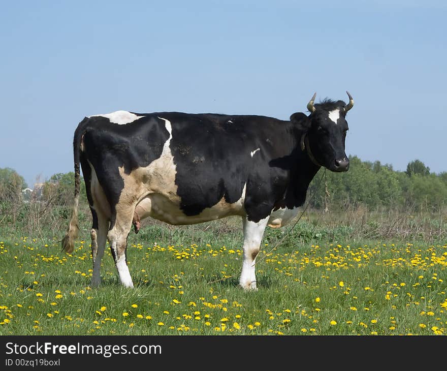 The black and white cow on a summer meadow