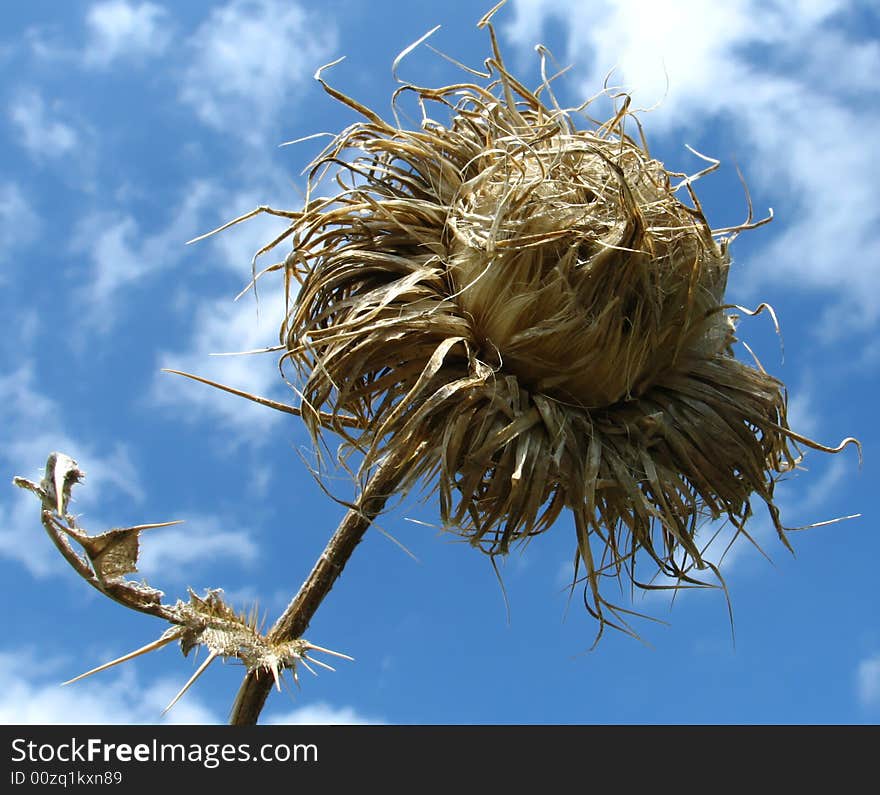 Dryed plant  on  blue sky background. Dryed plant  on  blue sky background