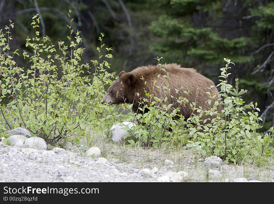 Cinnamon colored black bear in Jasper National Park. Cinnamon colored black bear in Jasper National Park.