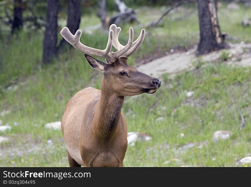 Bull elk in velvet, shot in Jasper National Park. Bull elk in velvet, shot in Jasper National Park.