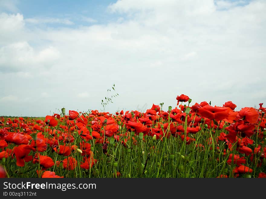 Poppy-field