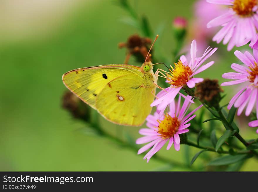 Yellow butterfly