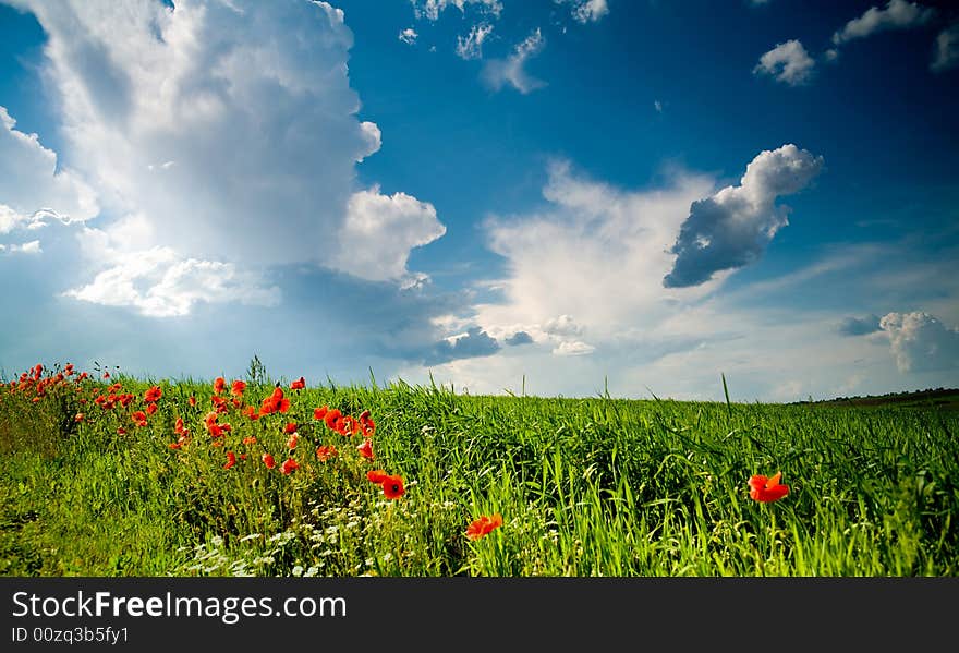 Green field with  poppies