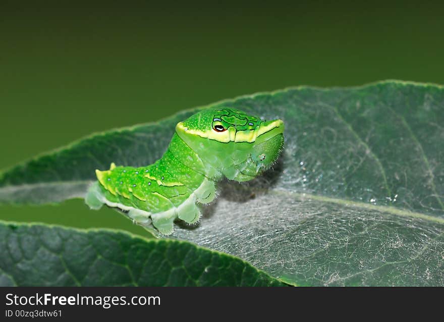 The papilio larva live on leaf in garden. The papilio larva live on leaf in garden.