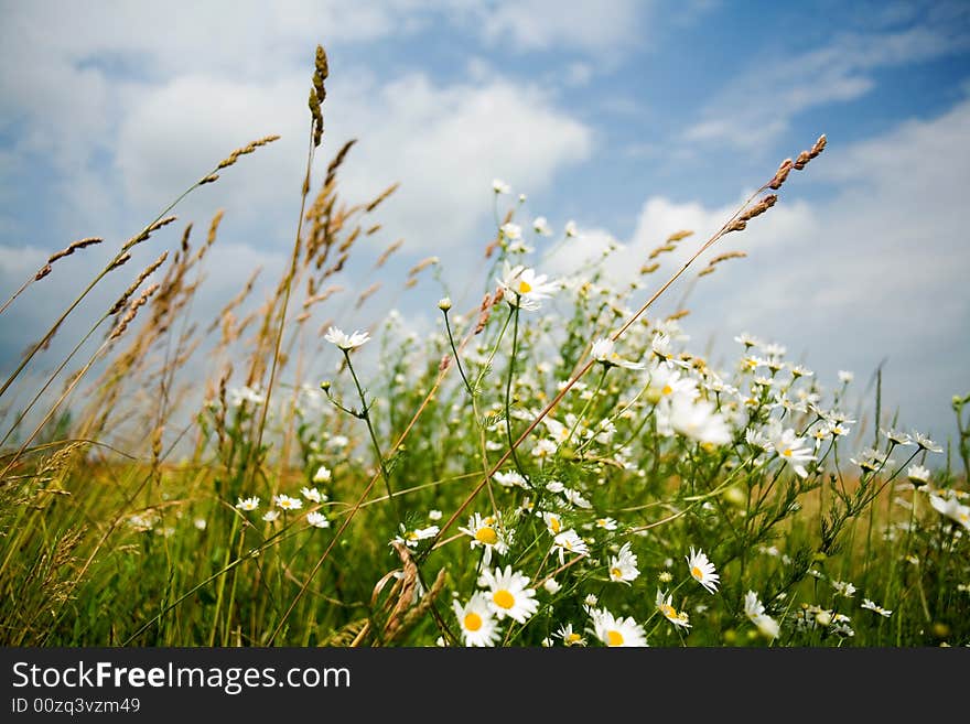 An image of field with white flowers